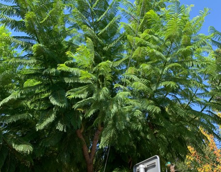 02 jardines carrusel