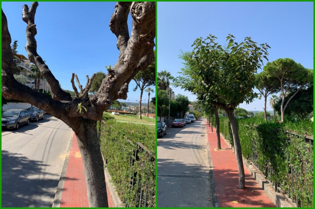 Evolución tras la poda de coronamiento en Av. Santa Isabel, de enero a octubre de 2023.