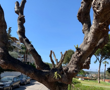 111 carrusel jadrines poda