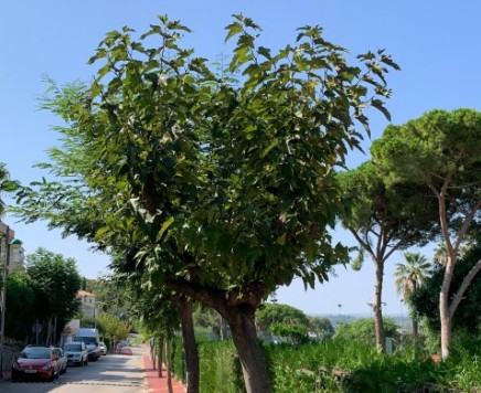 112 carrusel jadrines poda