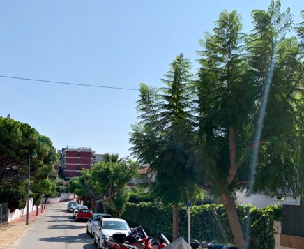 114 carrusel jadrines poda